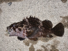 オウゴンムラソイの釣果