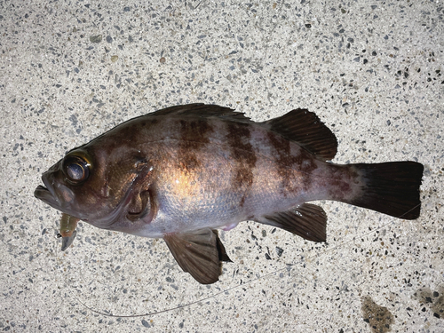 メバルの釣果