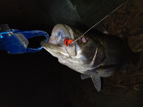 スズキの釣果