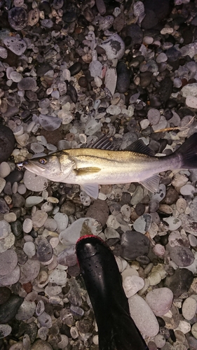 マルスズキの釣果