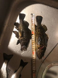 メバルの釣果
