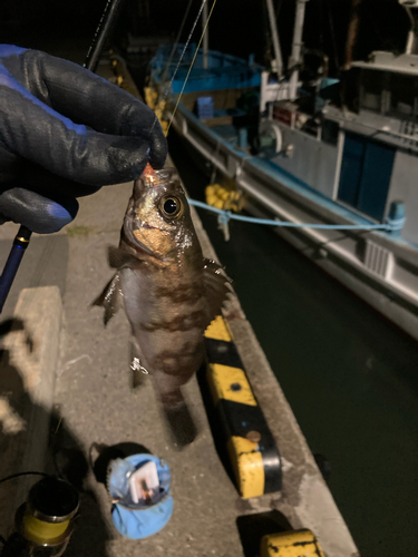 メバルの釣果