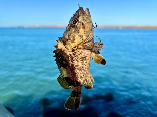 ムラソイの釣果