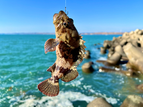 ムラソイの釣果