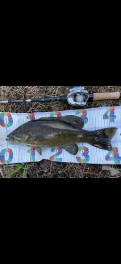 スモールマウスバスの釣果