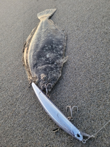 ソゲの釣果