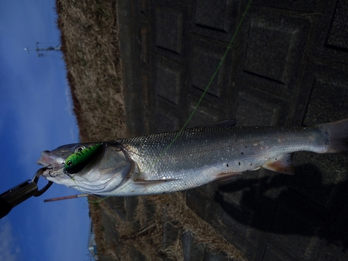 ニゴイの釣果