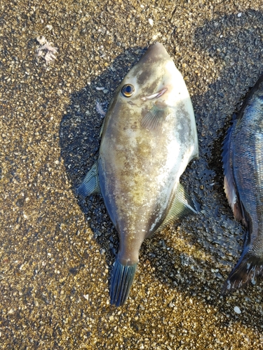 ウマヅラハギの釣果