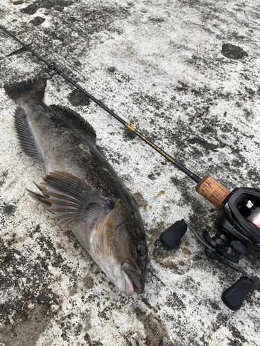 アイナメの釣果