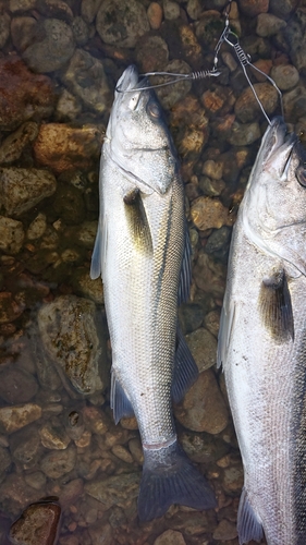 シーバスの釣果