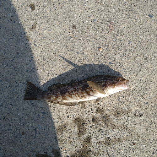 アイナメの釣果