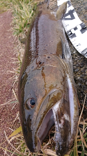 ブラウントラウトの釣果