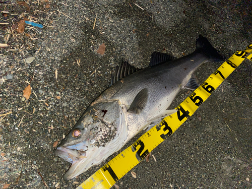 シーバスの釣果