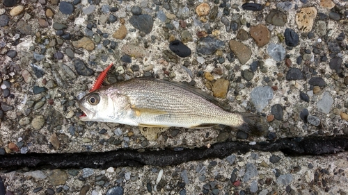 ニベの釣果