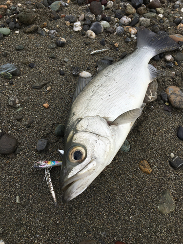 セイゴ（ヒラスズキ）の釣果