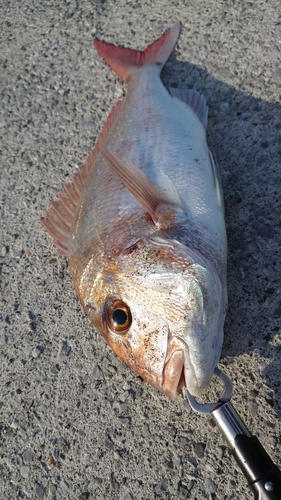 タイの釣果