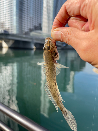 マハゼの釣果