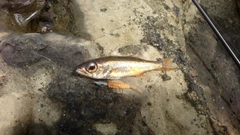 アカムツの釣果