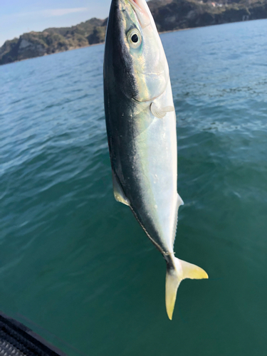 イナダの釣果