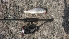 イシモチの釣果