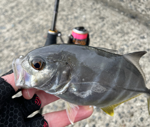 メッキの釣果