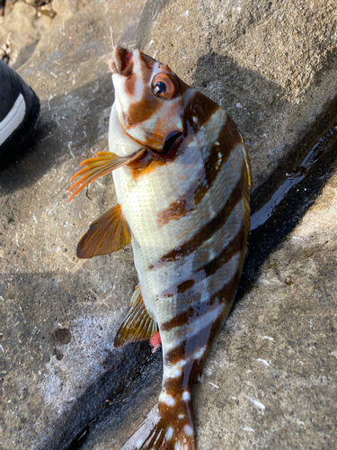 タカノハダイの釣果