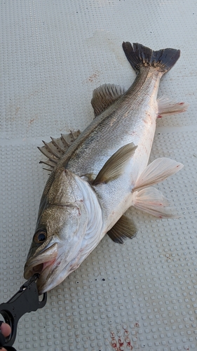 シーバスの釣果