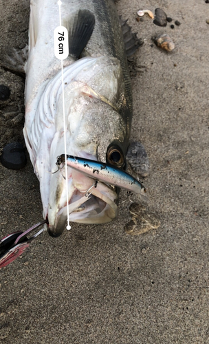 シーバスの釣果