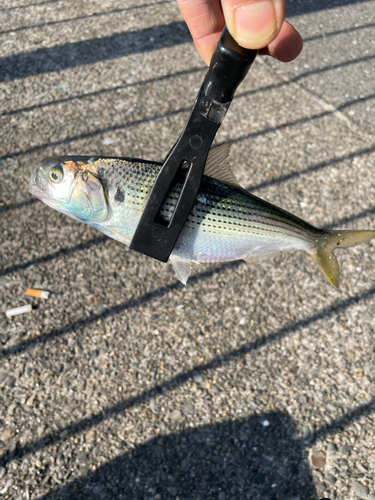 コノシロの釣果