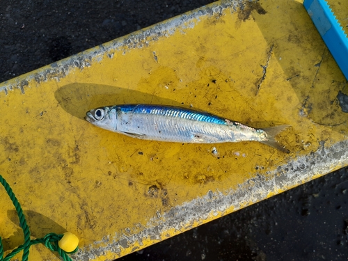 サバの釣果