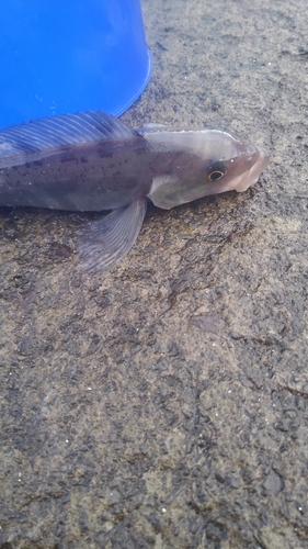 ホッケの釣果