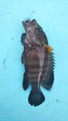 ヤミハタの釣果