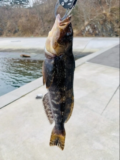 アイナメの釣果