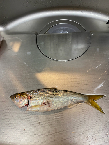 コノシロの釣果