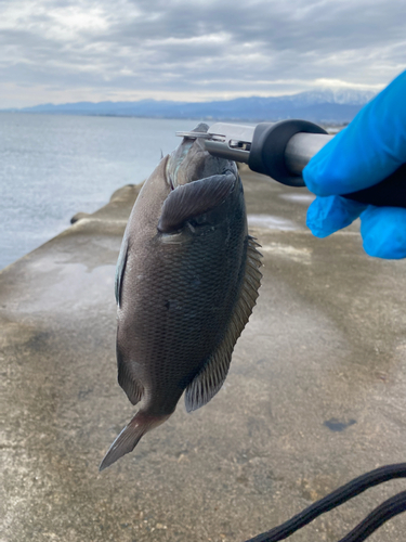 メジナの釣果