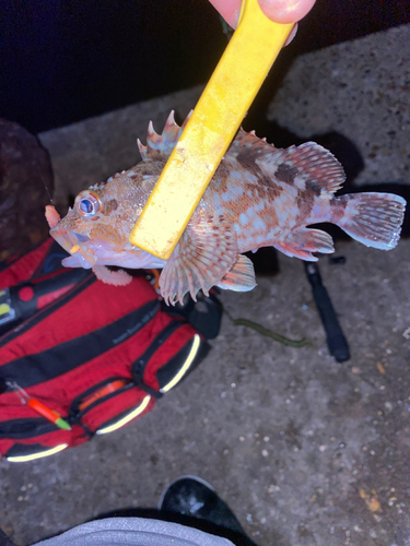 カサゴの釣果