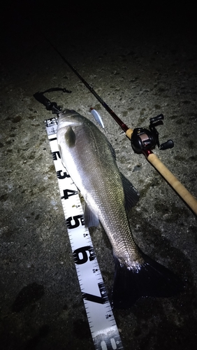 シーバスの釣果