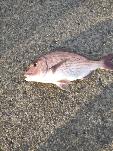 タイの釣果