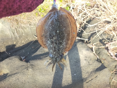 コウイカの釣果