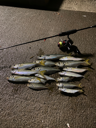 アジの釣果