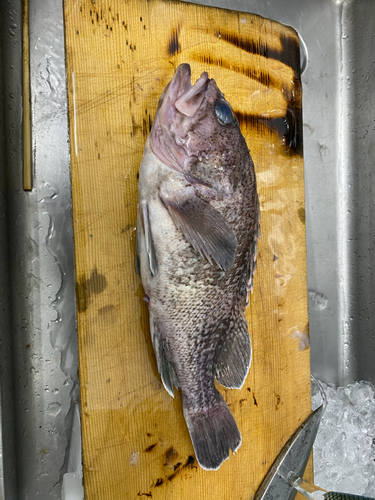 クロソイの釣果