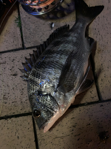 クロダイの釣果