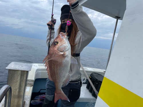 マダイの釣果