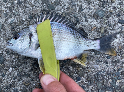 キビレの釣果