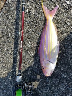 イトヨリダイの釣果