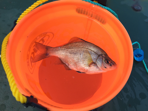 ウミタナゴの釣果