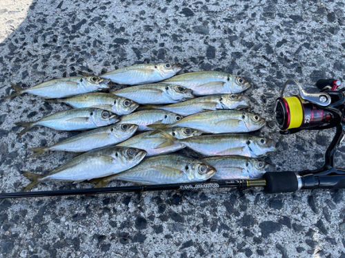 アジの釣果