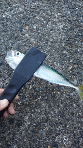 サバの釣果