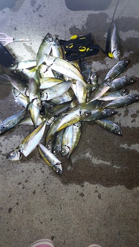 アジの釣果