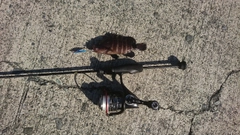 キジハタの釣果